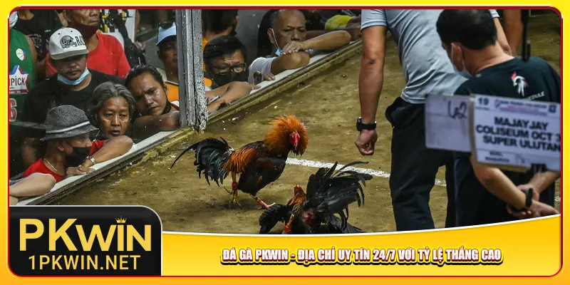 da-ga-pkwin-dia-chi-uy-tin-24-7-voi-ty-le-thang-cao