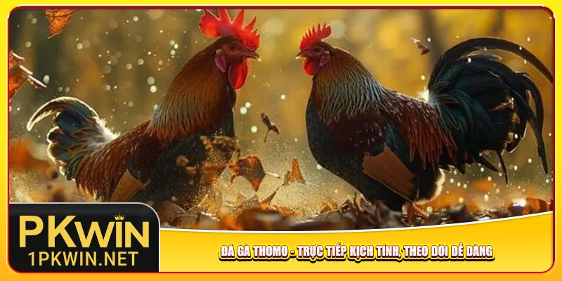Đá Gà Thomo – Trực Tiếp Kịch Tính, Theo Dõi Dễ Dàng