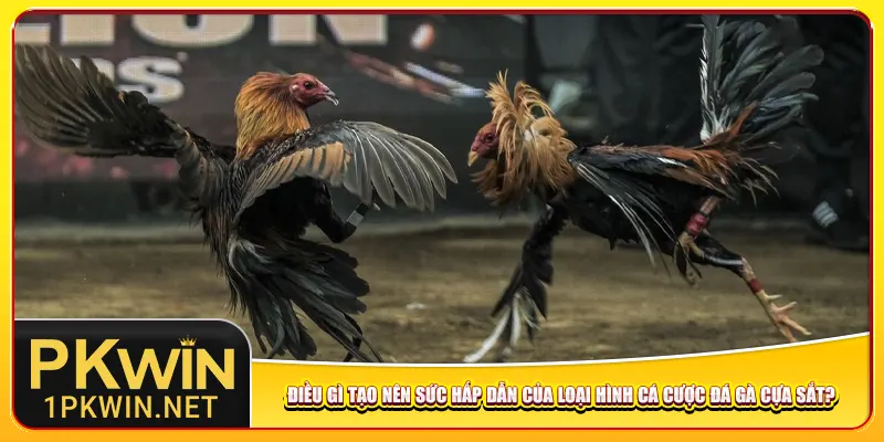 Điều gì tạo nên sức hấp dẫn của loại hình cá cược đá gà cựa sắt?