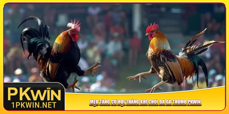 Mẹo tăng cơ hội thắng khi chơi đá gà Thomo Pkwin