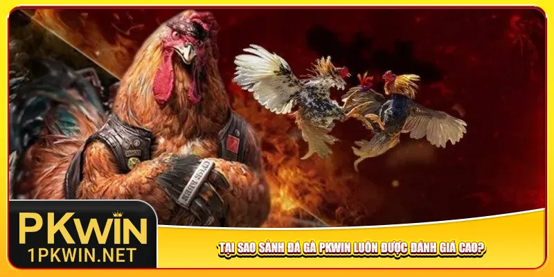 Tại sao sảnh đá gà Pkwin luôn được đánh giá cao?