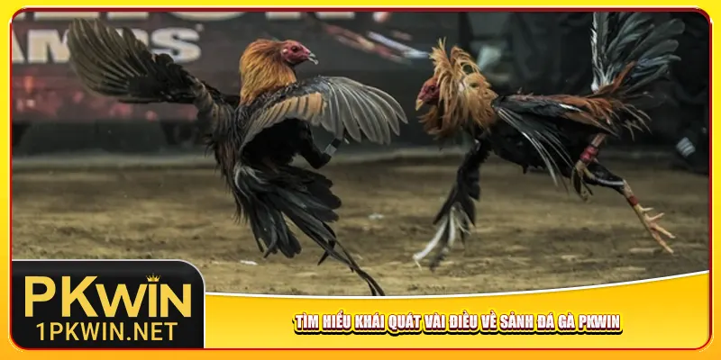 Tìm hiểu khái quát vài điều về sảnh đá gà Pkwin
