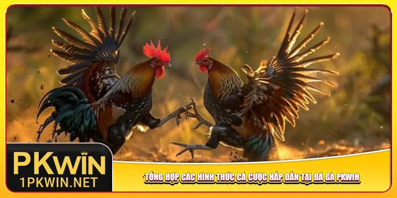Tổng hợp các hình thức cá cược hấp dẫn tại đá gà Pkwin