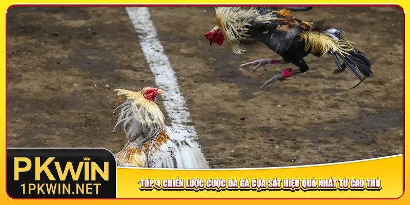 Top 4 chiến lược cược đá gà cựa sắt hiệu quả nhất từ cao thủ