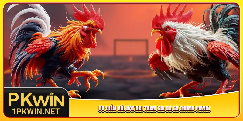 Ưu điểm nổi bật khi tham gia đá gà Thomo Pkwin