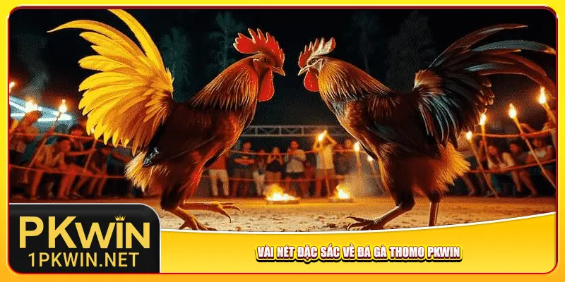 Vài nét đặc sắc về đá gà Thomo Pkwin